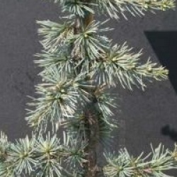 Cedrus atlantica f. glauca