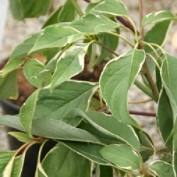 Cornus controversa 'Marginata Nord' - Cornouiller des pagodes panach�