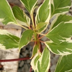 Cornus controversa 'Marginata Nord'