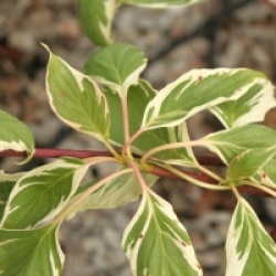 Cornus controversa 'Marginata Nord'