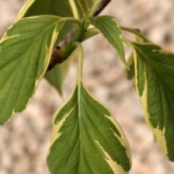 Cornus controversa 'Marginata Nord'