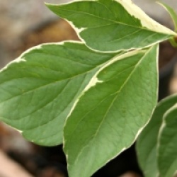 Cornus controversa 'Marginata Nord'