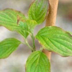 Cornus asperifolia
