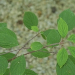 Cornus asperifolia