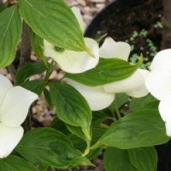 Cornouiller � fleurs Celestial