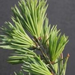 Cedrus atlantica f. glauca 'Glauca Pendula'