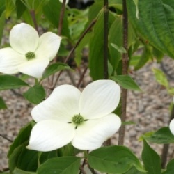 Cornus Celestial 'Rutdan'