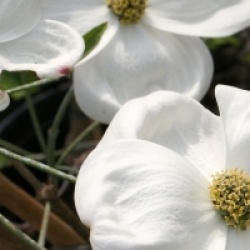 Cornouiller � fleur Pink Blush