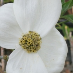Cornus nuttallii 'Pink Blush'