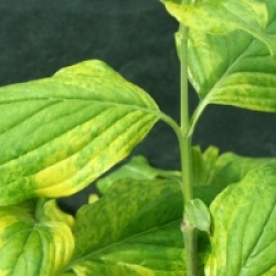 Cornus mas 'Aureoelegantissima' - Cornouiller m�le panach�