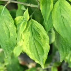 Cornus mas 'Aureoelegantissima'
