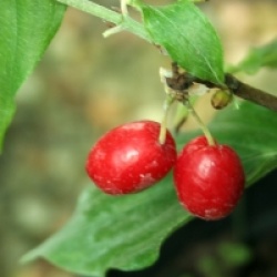 Cornus mas 'Aureoelegantissima'