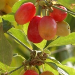 Cornus mas 'Aureoelegantissima'