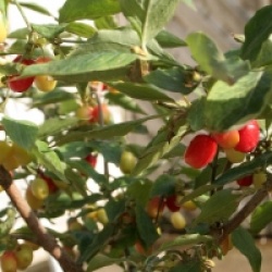 Cornus mas 'Aureoelegantissima'