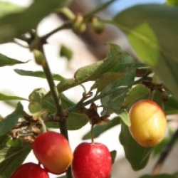 Cornus mas 'Aureoelegantissima'