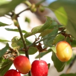 Cornus mas 'Aureoelegantissima'