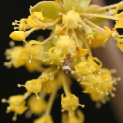Cornus mas 'Aureoelegantissima'