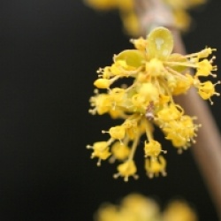 Cornus mas 'Aureoelegantissima'
