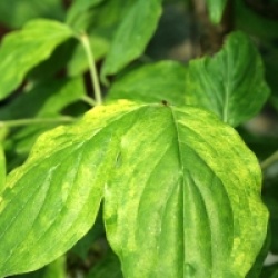 Cornus mas 'Aureoelegantissima'