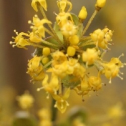 Cornus mas 'Aureoelegantissima'