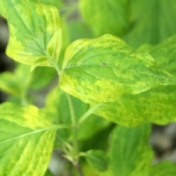 Cornus mas 'Aureoelegantissima'
