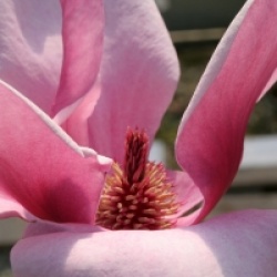 Magnolia 'Red as Red' - Magnolia Red as Red