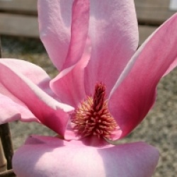 Magnolia 'Red as Red'