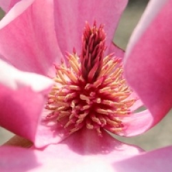 Magnolia 'Red as Red'
