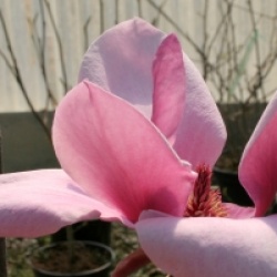 Magnolia 'Red as Red'