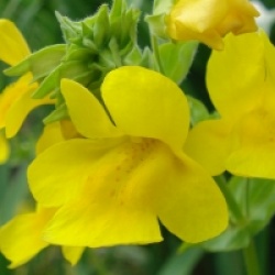 Mimulus luteus 
