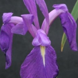 Iris laevigata - Iris laevigata