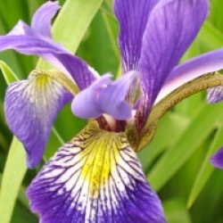 Iris sibirica