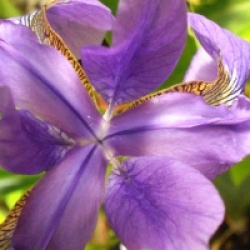 Iris sibirica