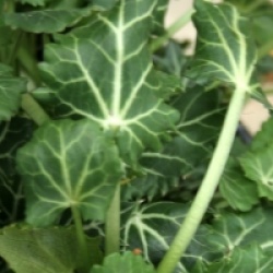 Eryngium variifolium