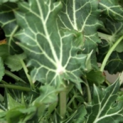 Eryngium variifolium