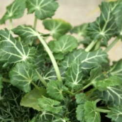 Eryngium variifolium