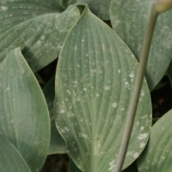 Hosta tardiana 'Halcyon'
