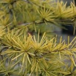 Cedrus deodora 'Golden Horizon'