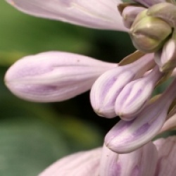Hosta tardiana 'Halcyon'
