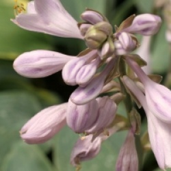 Hosta tardiana 'Halcyon'