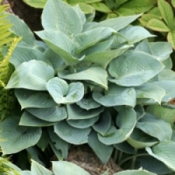 Hosta tardiana 'Halcyon'