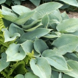 Hosta tardiana 'Halcyon'