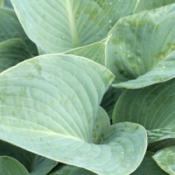 Hosta tardiana 'Halcyon'