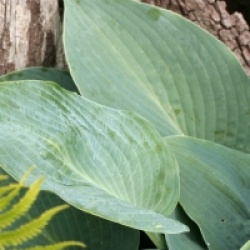 Hosta tardiana 'Halcyon'