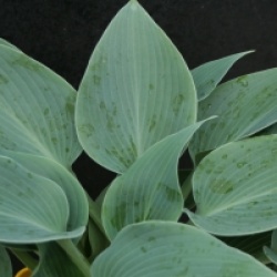 Hosta tardiana 'Halcyon'