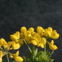 Coronilla valentina subsp. glauca
