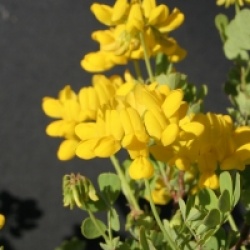 Coronilla valentina subsp. glauca