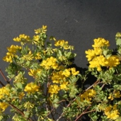 Coronilla valentina subsp. glauca