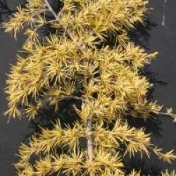 Cedrus deodora 'Golden Horizon' - C�dre de l'Himalaya rampant dore