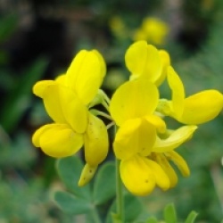 Coronilla valentina subsp. glauca